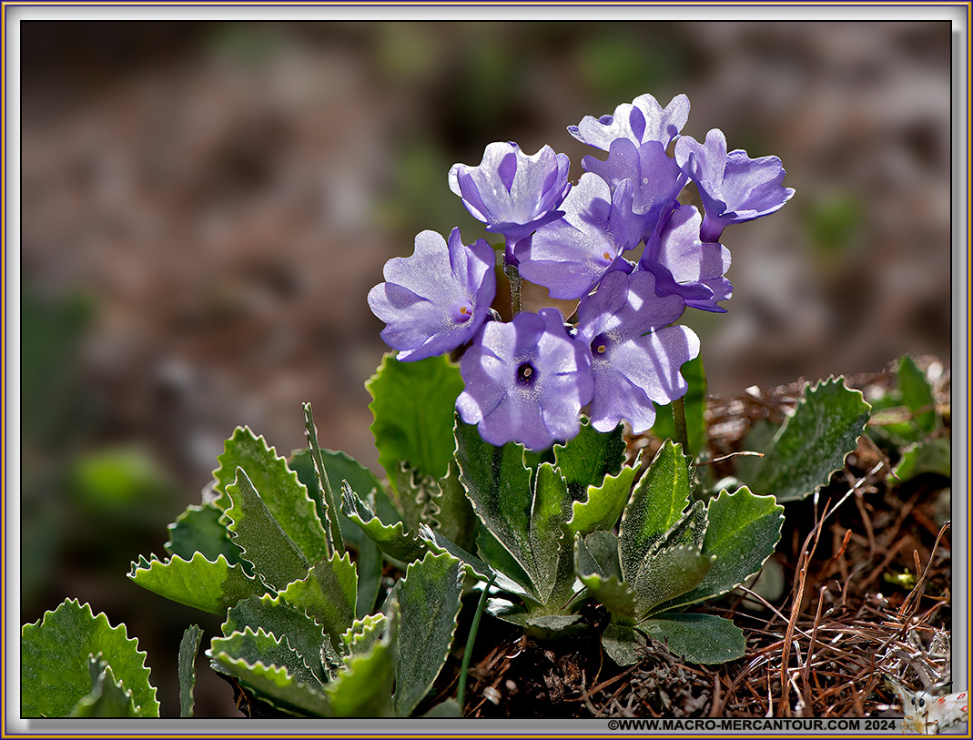 Primevères marginées